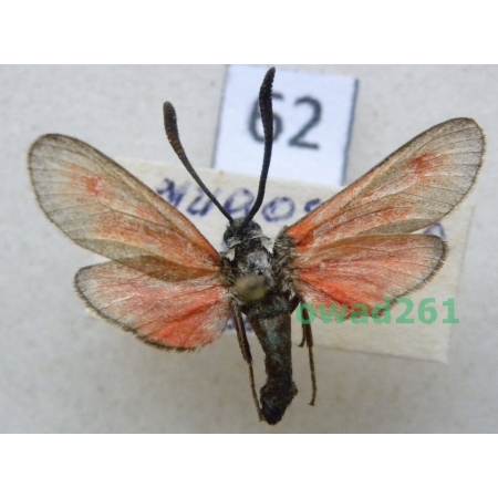 Zygaena dalmatina Boisduval, 1834 Bulgaria62